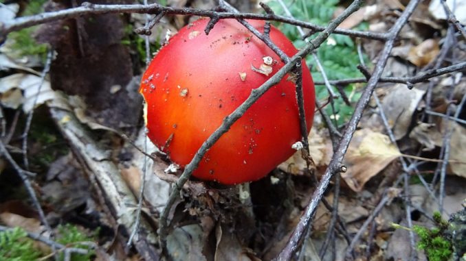 Pilze sammeln der Fliegenpilz sollte im Wald gelassen werden ist jedoch nur selten tödlich giftig