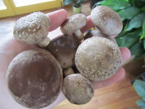 Leckere Shiitake nach der Ernte