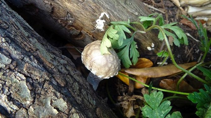 Shiitake Heilpilz frisch aus eigener Zucht