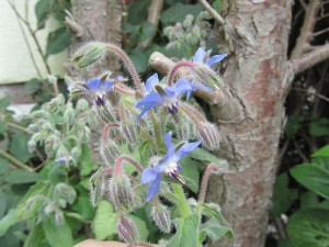 Boretsch mit blauen und lila Blüten