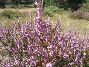 Heideblüte in Nahaufnahme