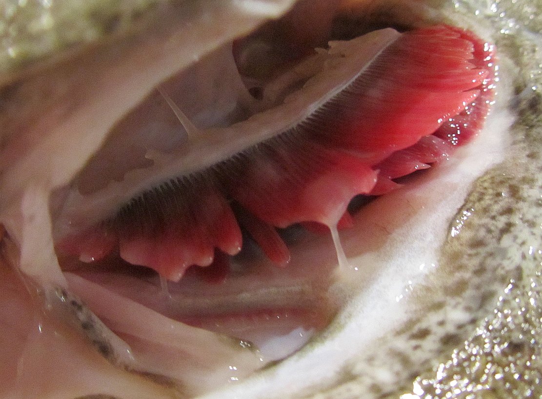 Rote Kiemen und klare Augen als Qualitätsmekrmale verhindern leider keine echte Fischvergiftung 