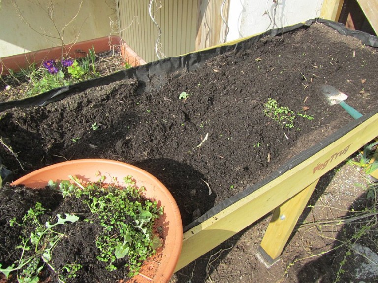 Das Gemüsehochbeet im Frühling, frisch Befüllen und Bepflanzen, welche