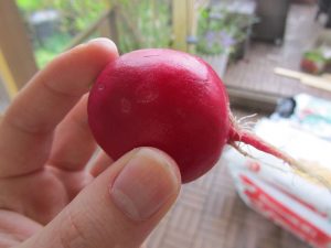 Richtig große Radieschen aus Eigenanbau die schmecken wie früher