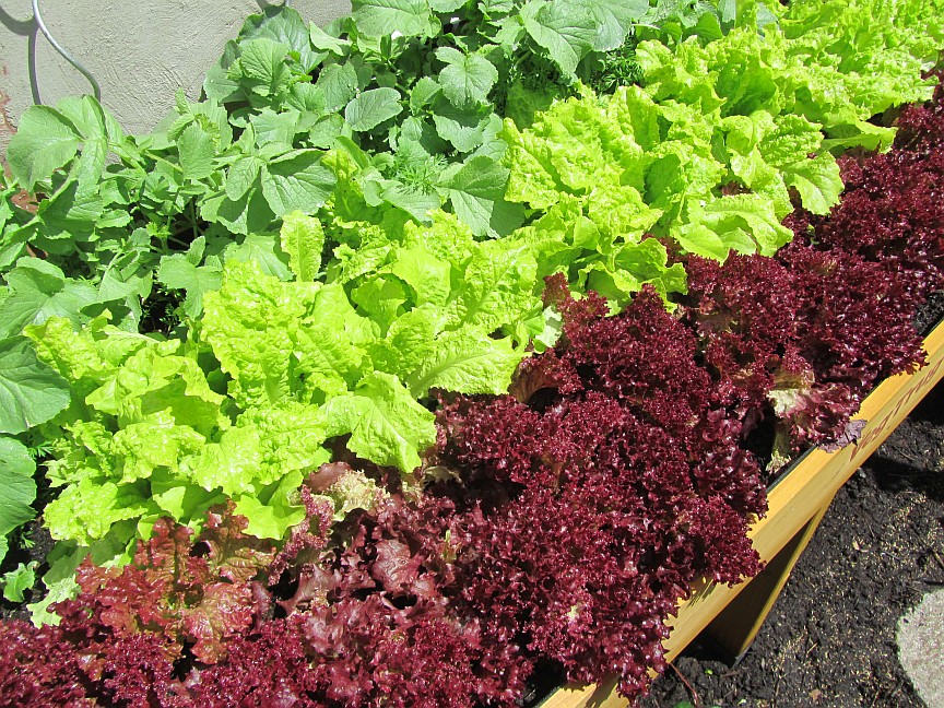 Selbstversorger Mit Kleinem Garten Oder Balkon Wie Man Auf Naturlichem Weg Mehr Ertrag Auf Kleinstem Raum Erzeugen Kann Alternativ Gesund Leben De