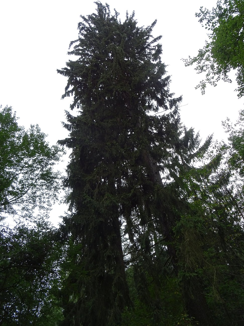 Wie Alt Ist Der älteste Baum Der Welt www.alternativ-gesund-leben.de