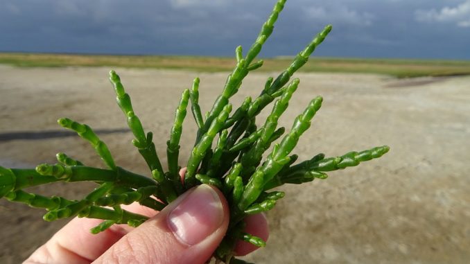 Queller Meeresspargel oder Salicornes ist sehr gesund und nährstoffreich