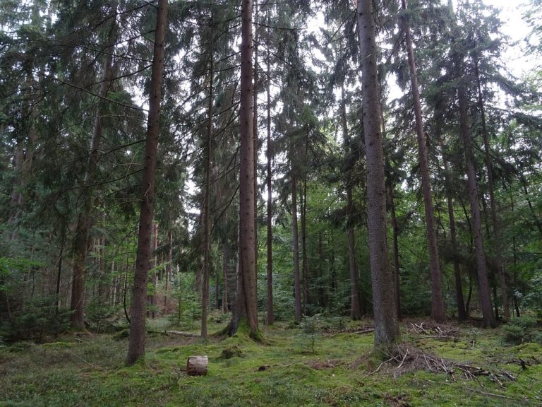 Wie alt werden Bäume und wie alt ist der älteste Baum der ...