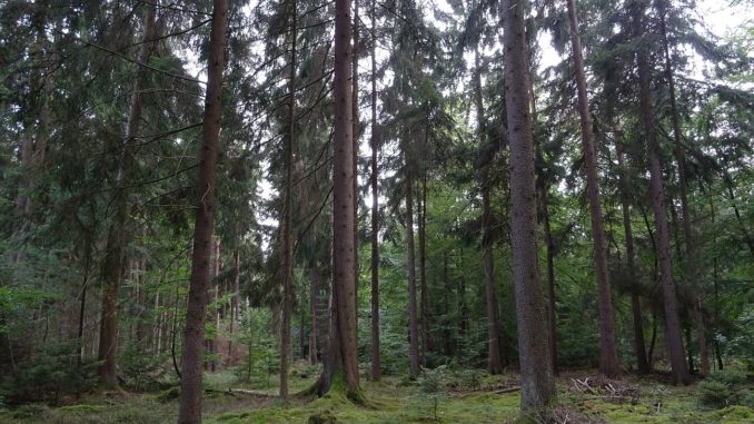 Wie alt werden Bäume