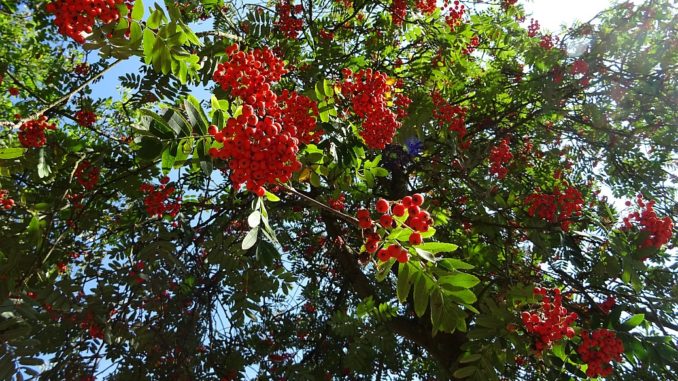 Sind Vogelbeeren roh giftig oder unbedenklich