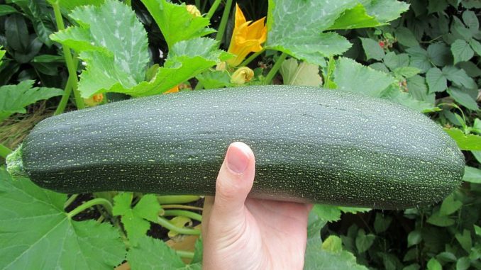 Große Ernte an Zuchini dank guter Gartenpflege