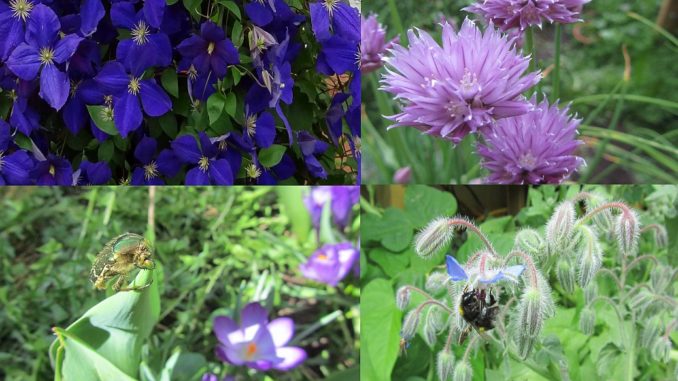 Bienen und Insekten freundliche Blütenpflanzen