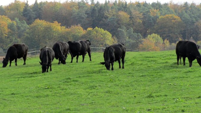 Weidemilch und Heumilch besser für Tier und Gesundheit