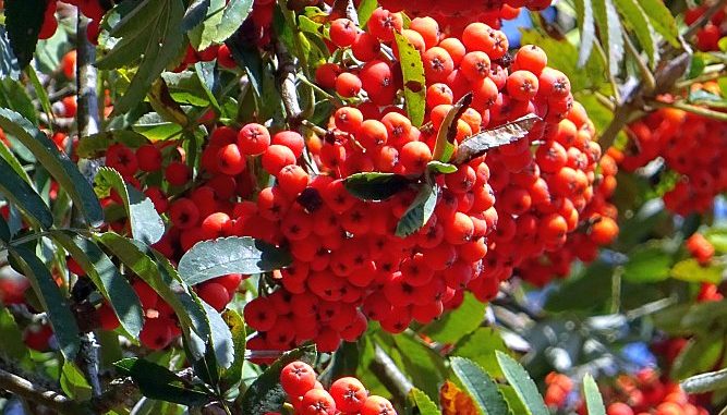 Sorbit ungesund und abführend Rohstoff Vogelbeere für natürliches Sorbitol
