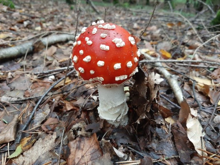 Wie Viele Fliegenpilze Kann Man Essen www.alternativ-gesund-leben.de