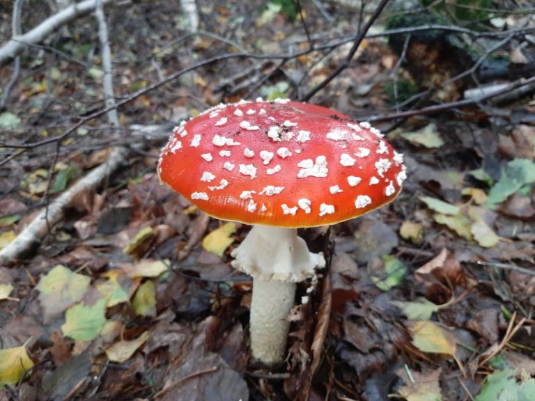 Was Passiert Wenn Man Fliegenpilze Isst Kann man Fliegenpilze essen? – Wie giftig oder gar tödlich ist der