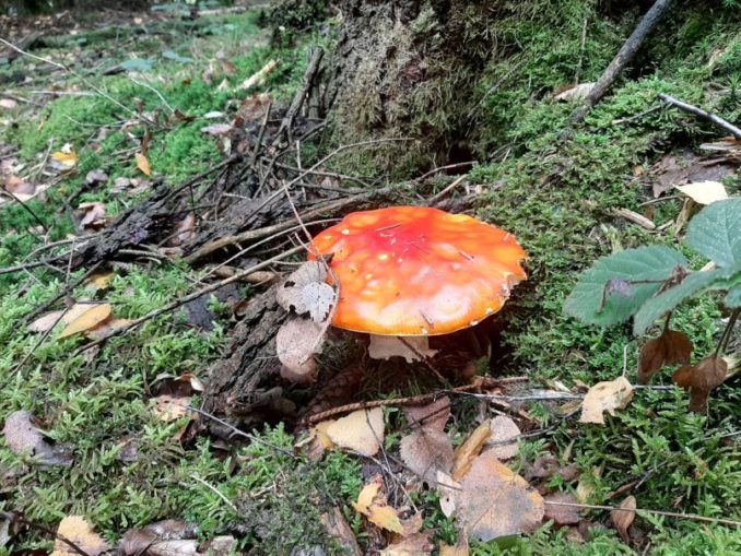Kann man Fliegenpilze essen? – Wie giftig oder gar tödlich ist der