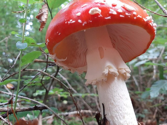 Was Passiert Wenn Man Fliegenpilze Isst Kann man Fliegenpilze essen? – Wie giftig oder gar tödlich ist der