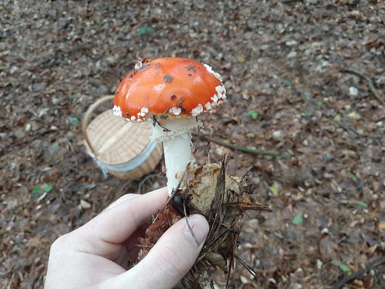 Was Passiert Wenn Man Fliegenpilze Isst Kann man Fliegenpilze essen? – Wie giftig oder gar tödlich ist der