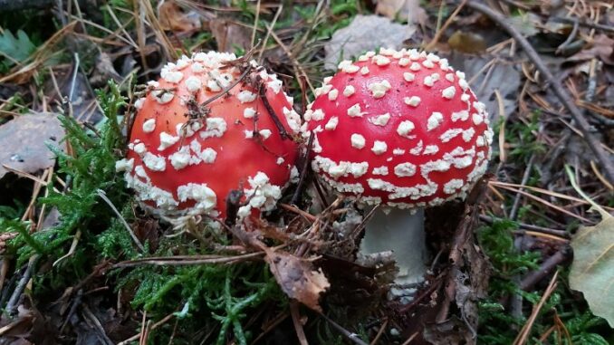 Sind Fliegenpilze essbar oder giftig und sogar tödlich