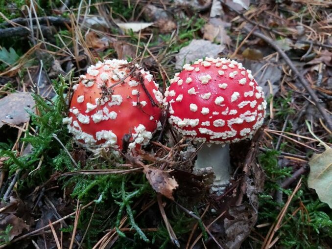 Wie Viel Fliegenpilz Kann Man Essen