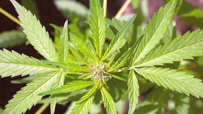 Bild Hanf - Die Zusammenfassung zum Thema CBD