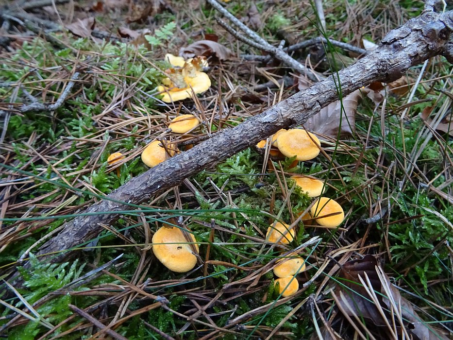 Falscher Pfifferling von oben dem normalen Pfifferling ähnlich